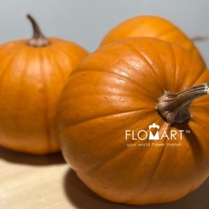 Pumpkin Baby Bear Orange - Image 2
