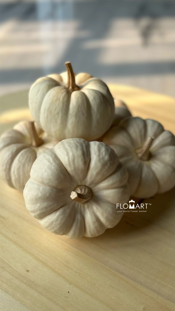 Pumpkin Mini White