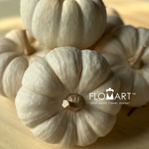 Pumpkin Mini White - Image 2