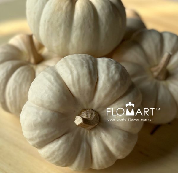 Pumpkin Mini White