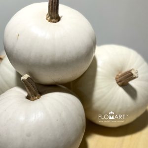 Pumpkin Snowball White