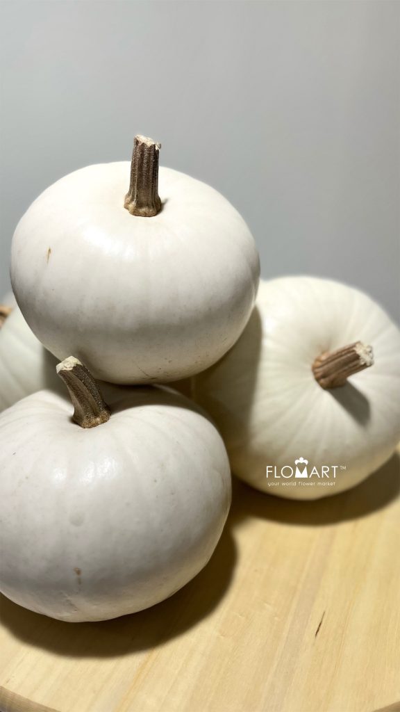 Pumpkin Snowball White