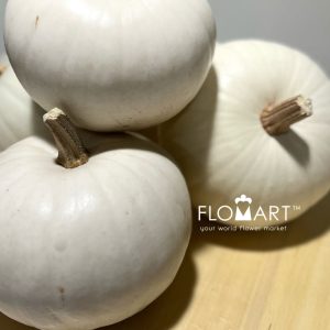Pumpkin Snowball White - Image 2