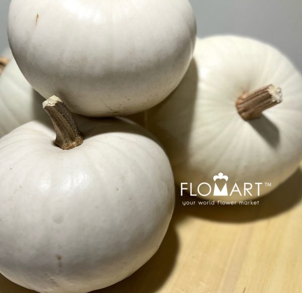 Pumpkin Snowball White