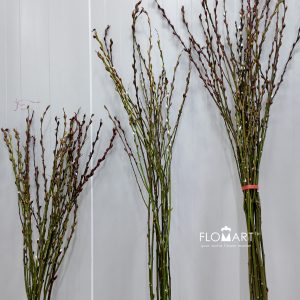 Pussy Willow Natural Brown White