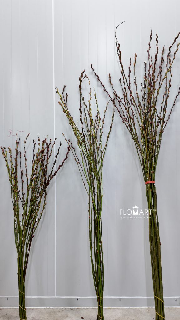 Pussy Willow Natural Brown White