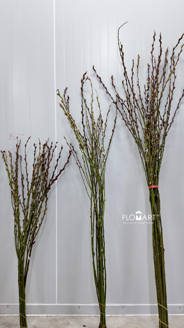 Pussy Willow Natural Brown White