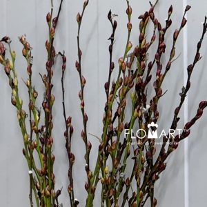 Pussy Willow Natural Brown White - Image 2