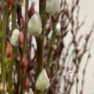 Pussy Willow Spray Natural Brown White