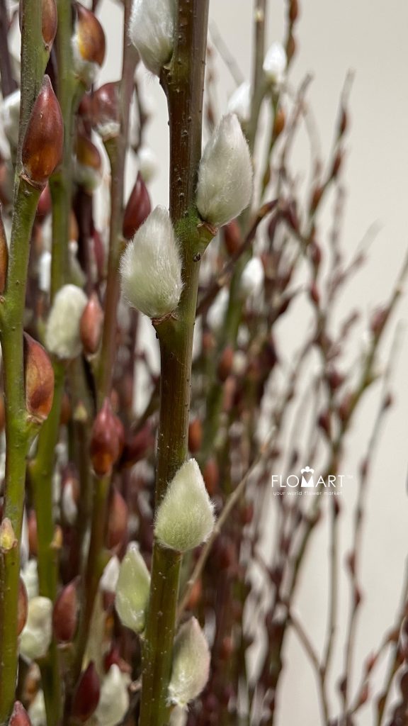 Pussy Willow Spray Natural Brown White