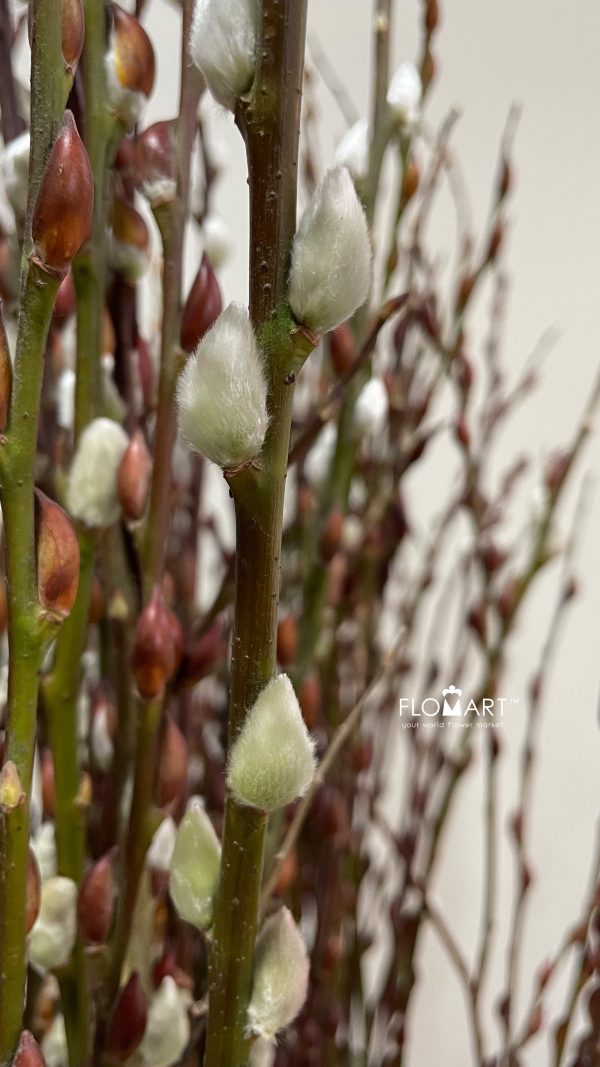 Pussy Willow Spray Natural Brown White Pussy Willow Spray Natural Brown White