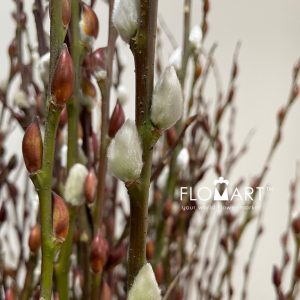 Pussy Willow Spray Natural Brown White - Image 2