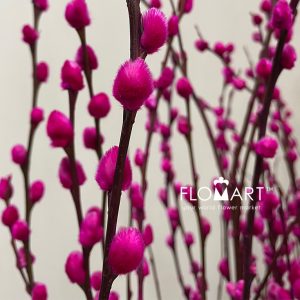 Pussy Willow Spray Pink - Image 3