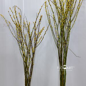 Pussy Willow Spray Yellow