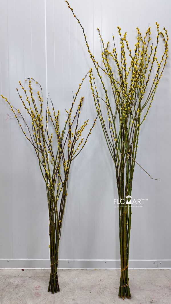 Pussy Willow Spray Yellow
