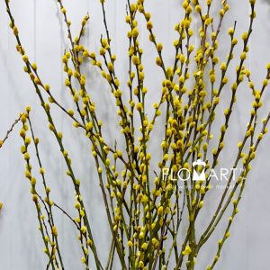 Pussy Willow Spray Yellow - Image 2