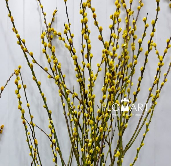 Pussy Willow Spray Yellow