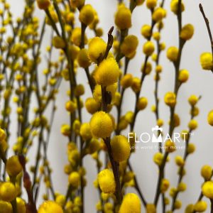 Pussy Willow Spray Yellow - Image 3