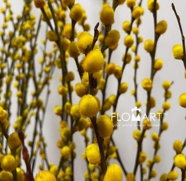 Pussy Willow Spray Yellow
