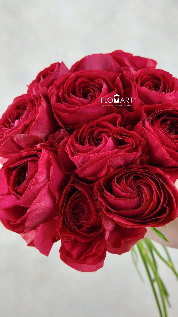 Ranunculus Akaneno Omoi