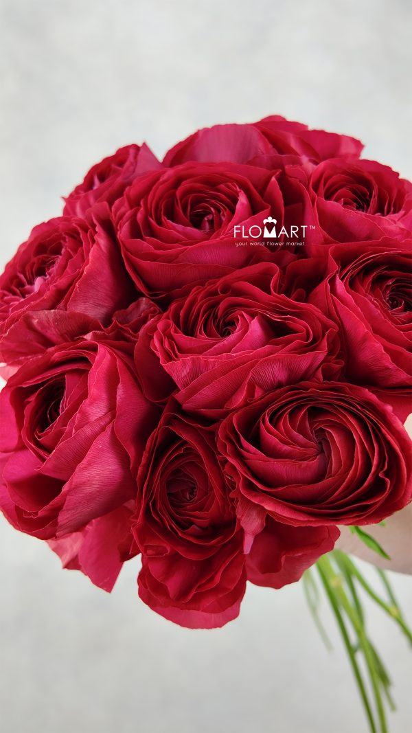 Ranunculus Akaneno Omoi Select Ranunculus Akaneno Omoi