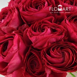 Ranunculus Akaneno Omoi - Image 2
