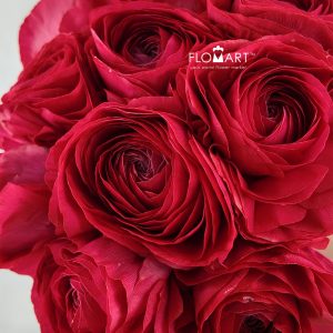 Ranunculus Akaneno Omoi Super