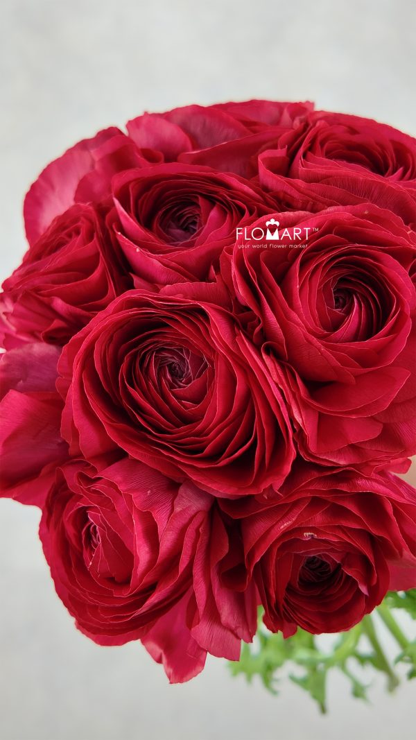 Ranunculus Akaneno Omoi Super Ranunculus Akaneno Omoi