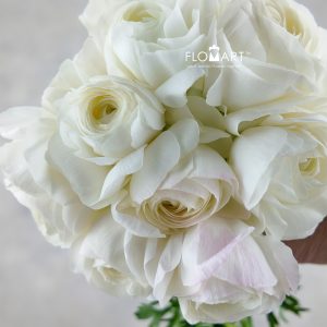 Ranunculus Albireo Select