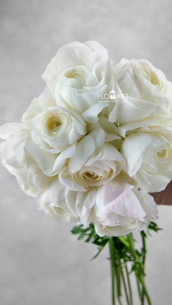 Ranunculus Albireo
