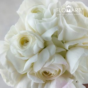 Ranunculus Albireo - Image 2