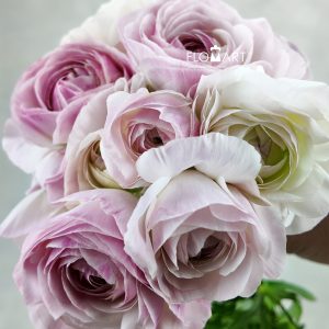 Ranunculus Algieba Select