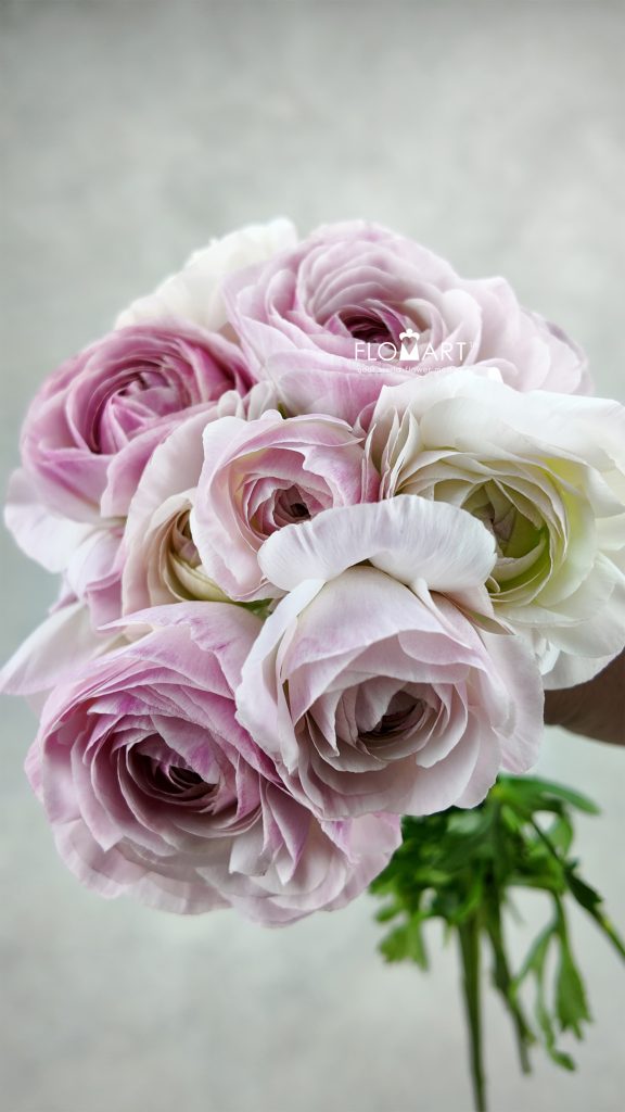 Ranunculus Algieba