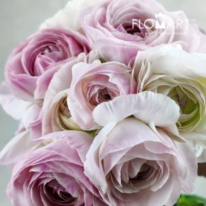 Ranunculus Algieba - Image 2