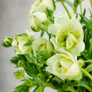 Ranunculus Butterfly Elegant White