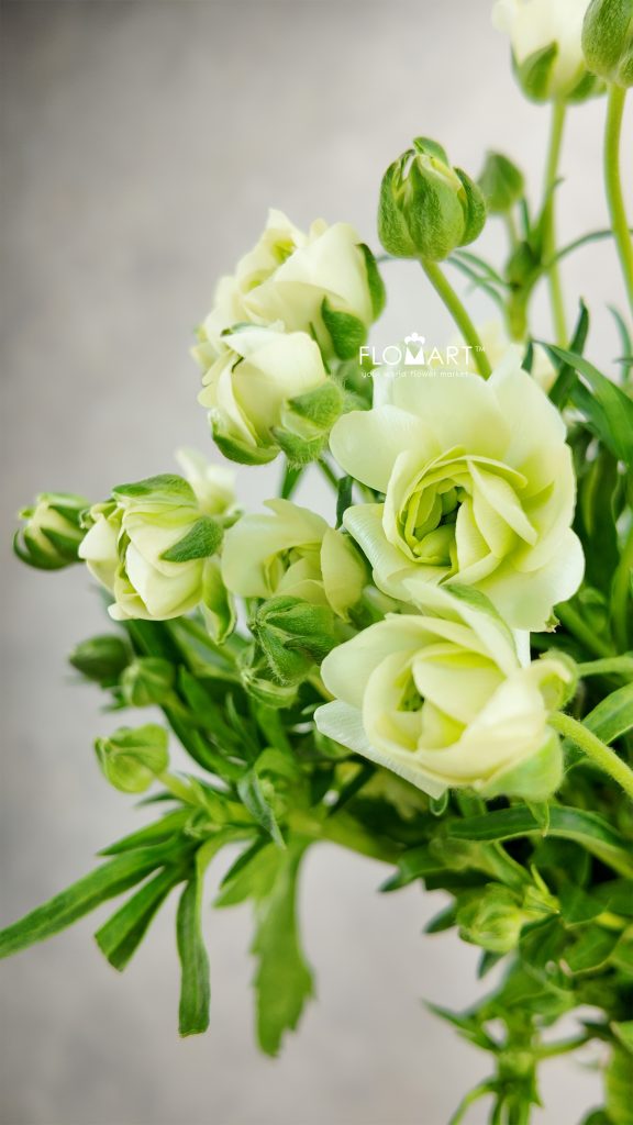 Ranunculus Butterfly Elegant White