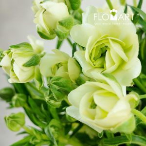 Ranunculus Butterfly Elegant White - Image 2