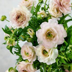 Ranunculus Butterfly Light Pink