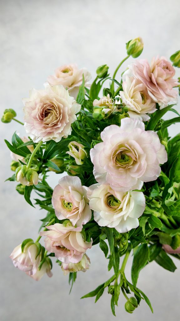 Ranunculus Butterfly Light Pink