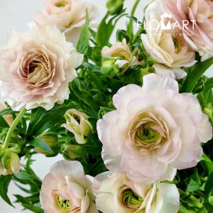 Ranunculus Butterfly Light Pink - Image 2