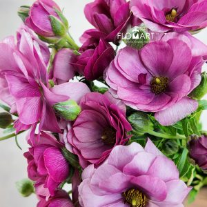 Ranunculus Butterfly Purple