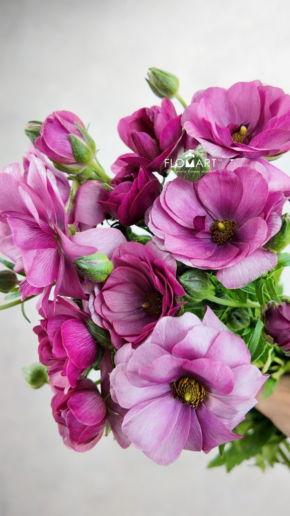 Ranunculus Butterfly Purple
