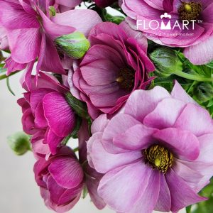 Ranunculus Butterfly Purple - Image 2