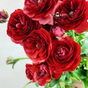 Ranunculus Butterfly Red