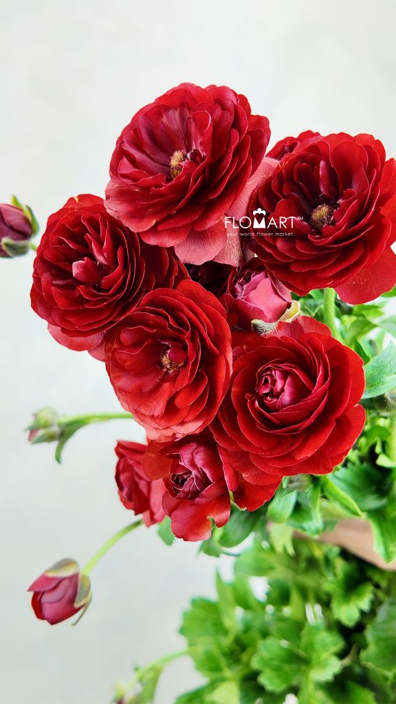 Ranunculus Butterfly Red
