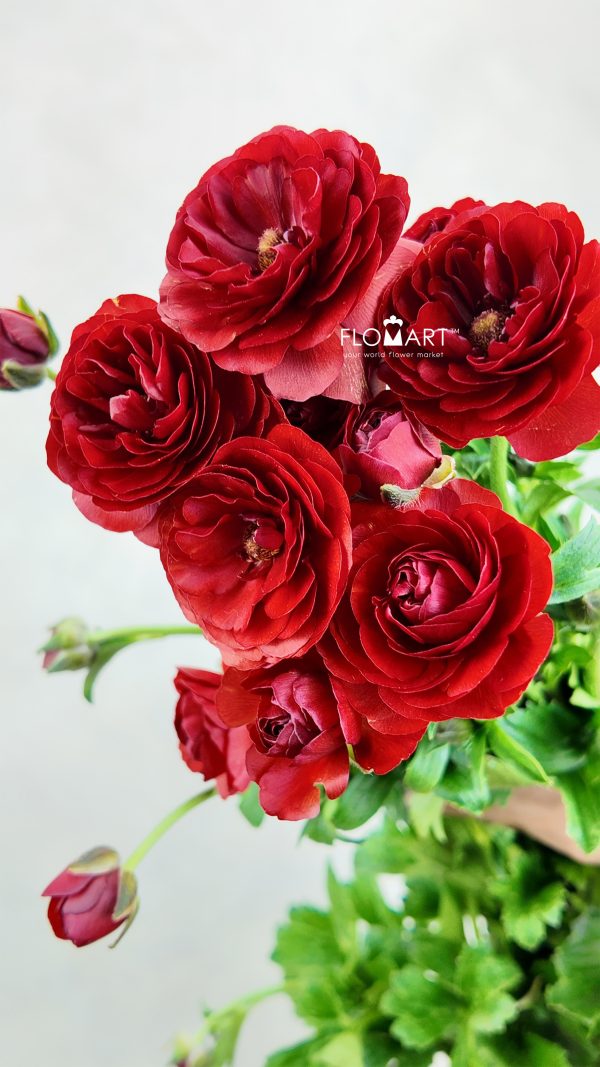 Ranunculus Butterfly Red