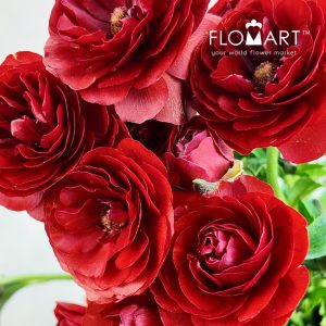 Ranunculus Butterfly Red - Image 2