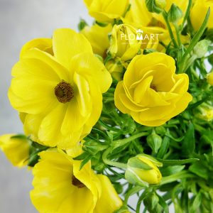 Ranunculus Butterfly Yellow