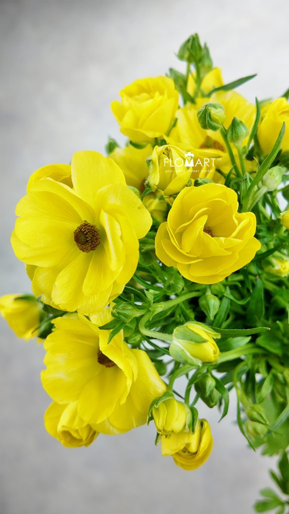 Ranunculus Butterfly Yellow