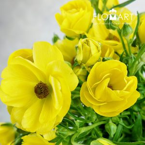 Ranunculus Butterfly Yellow - Image 2